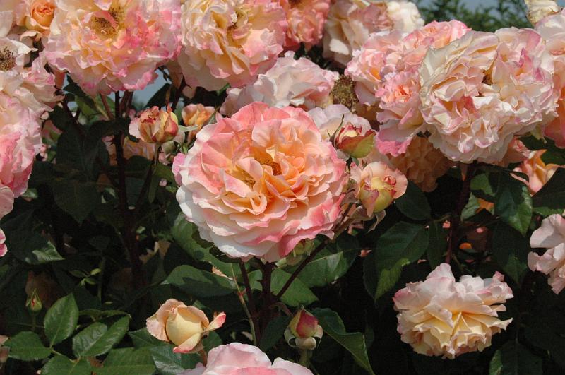 ruggiday 006.jpg - FOTO-FAN